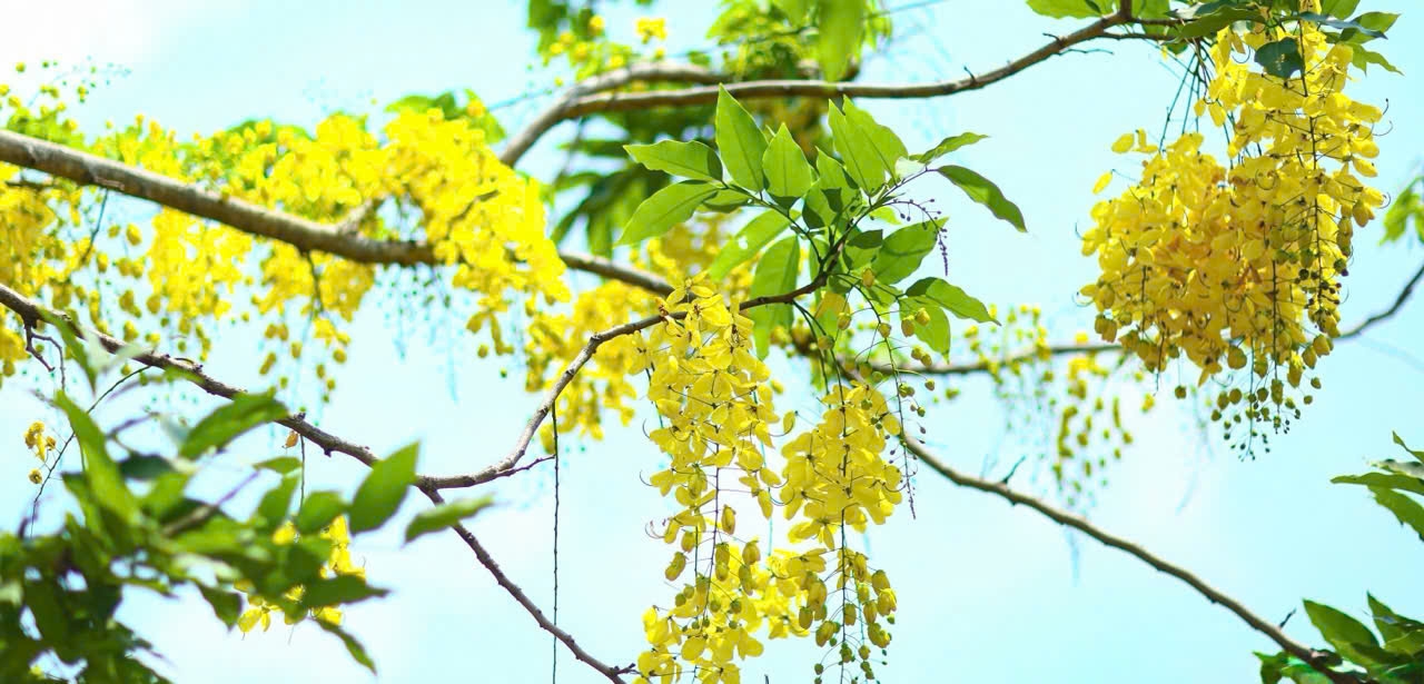 Hoa muồng hoàng yến dệt trên nền trời xanh