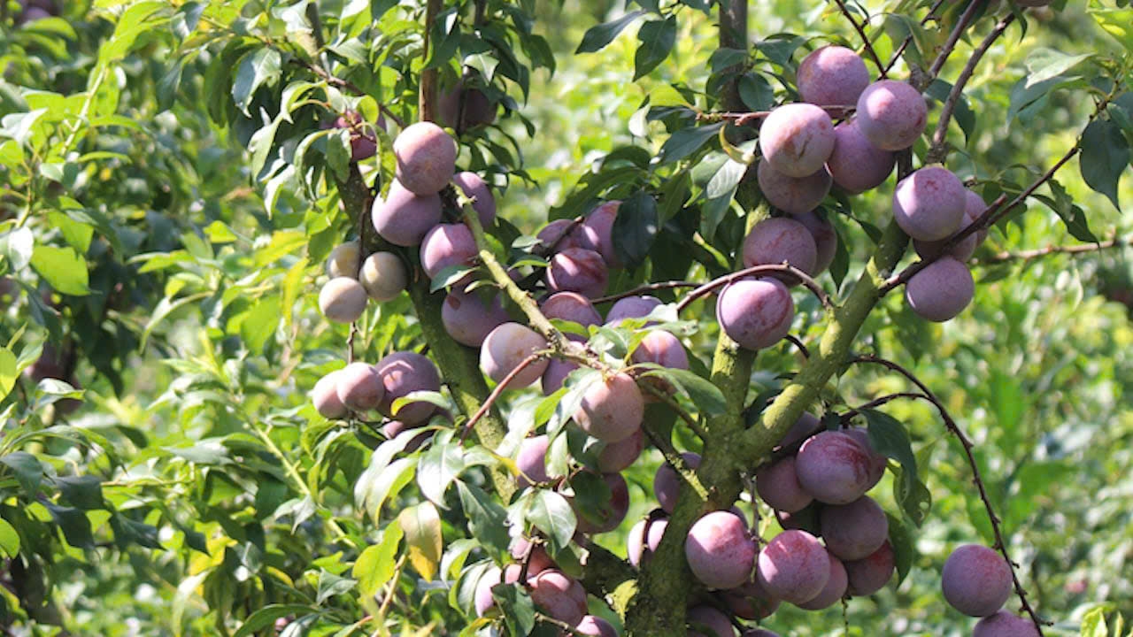 Mỗi mùa quả chín không chỉ mang đến nguồn thu nhập đáng kể, đồng thời còn gieo thêm niềm tin về một tương lai tươi sáng hơn cho đồng bào vùng cao, miền núi