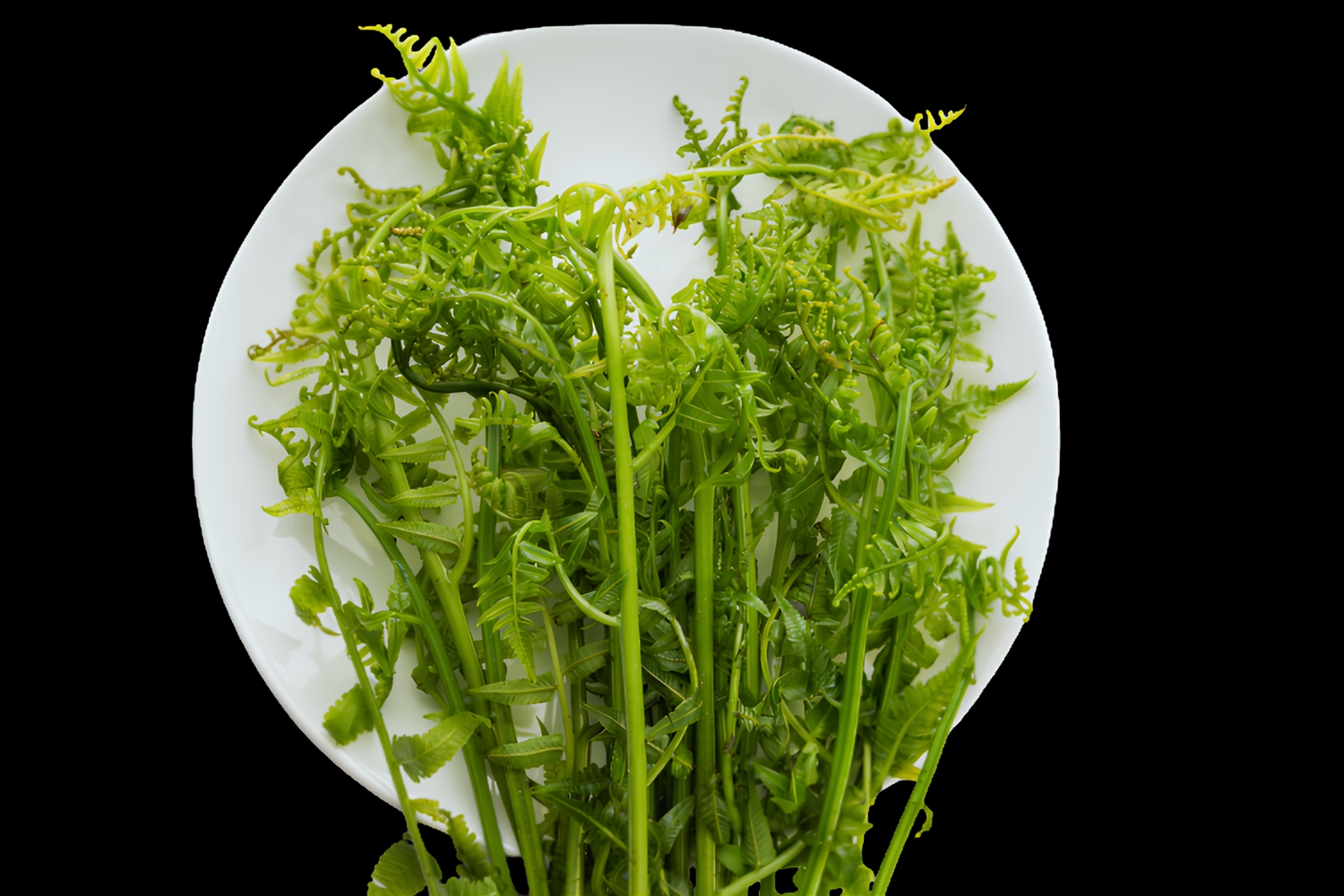 Rau dớn rừng