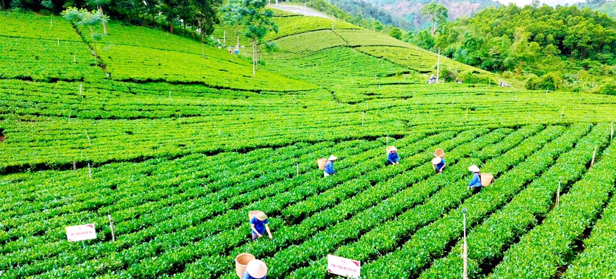 Sản xuất phát triển nhờ nguồn vốn của Chương trình 1719 trên địa bàn tỉnh Thái Nguyên