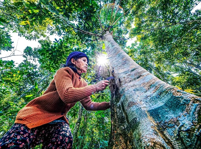 Quế Trà Leng và hướng đi kinh tế xanh dưới tán rừng
