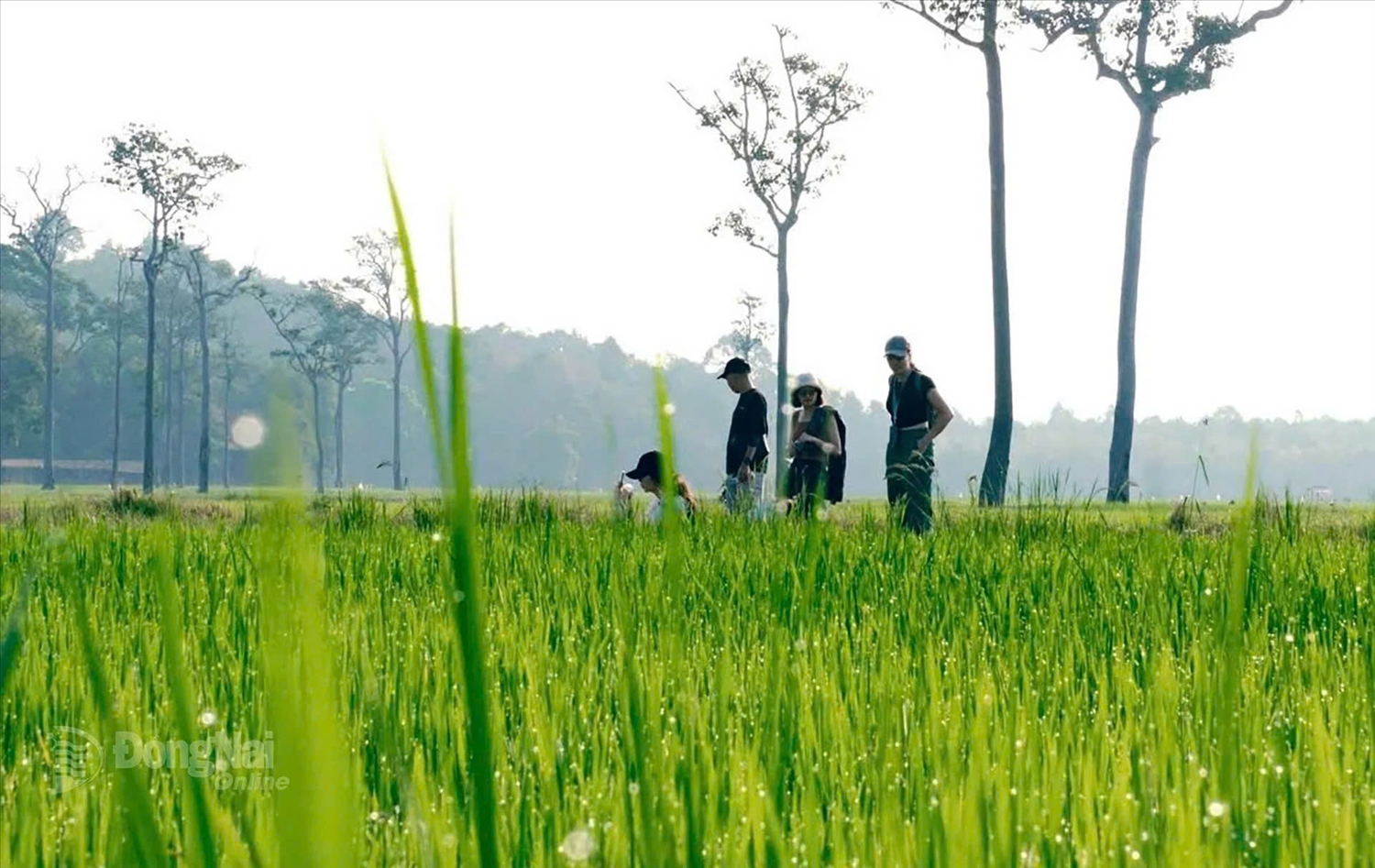 The Ta Lai rice fields are lush green in the early morning mist