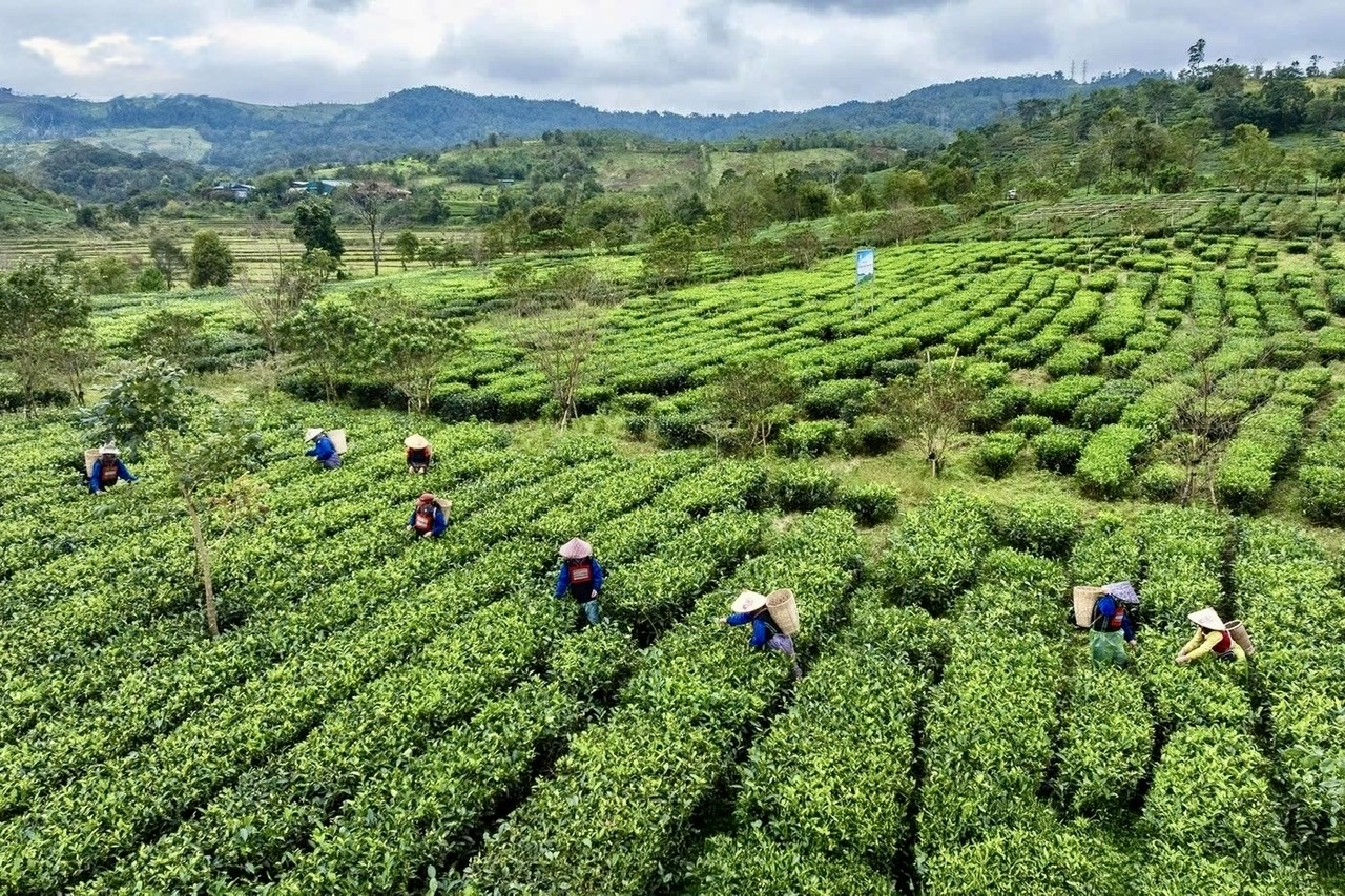 Nhờ điều kiện khí hậu mát mẻ quanh năm và thổ nhưỡng phù hợp, chè trồng tại Kon Plông có hương thơm tự nhiên, vị đậm đà, trở thành sản phẩm đặc trưng góp phần nâng cao giá trị kinh tế và tạo sinh kế bền vững cho đồng bào Xơ-Đăng