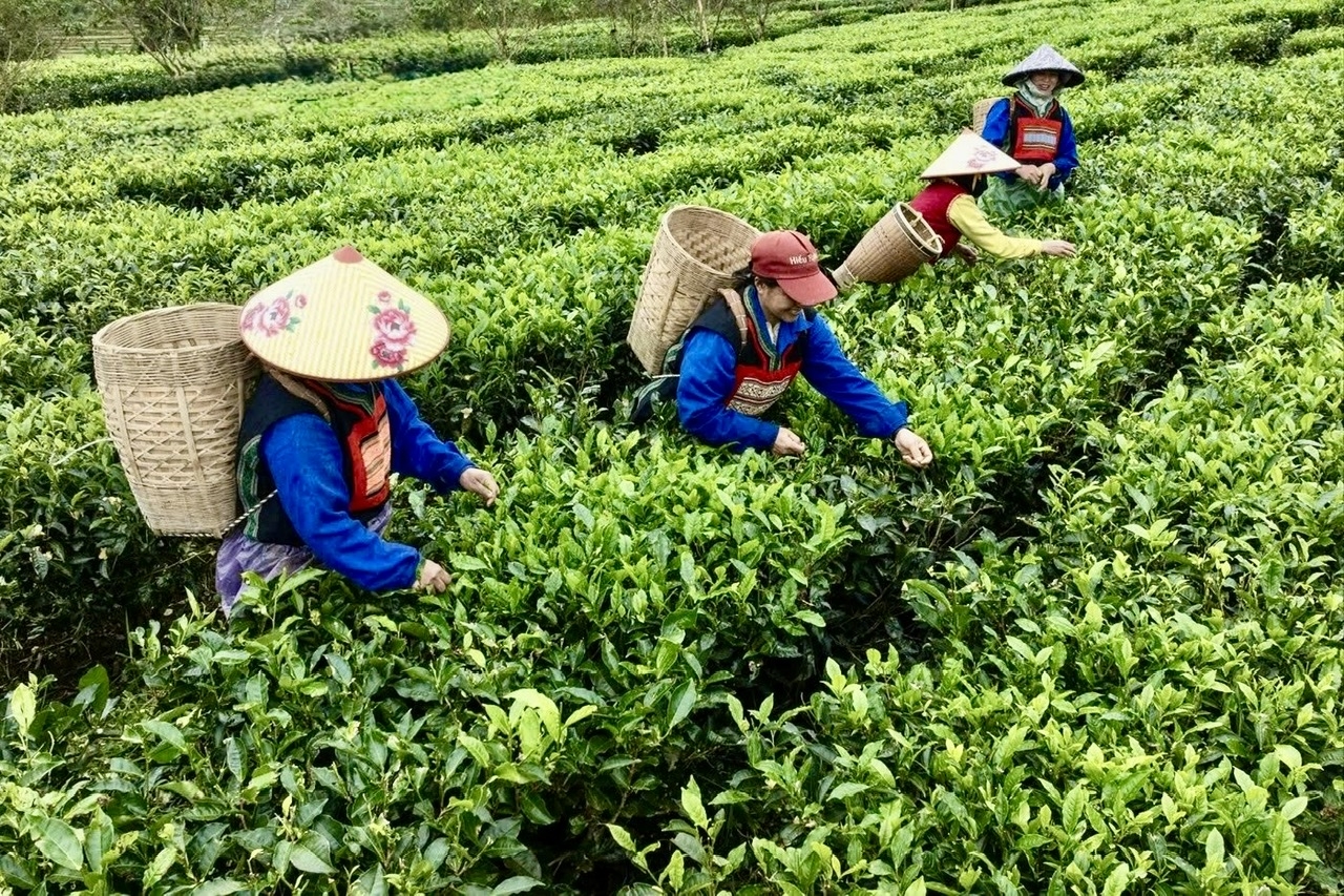 Vùng chè nguyên liệu của Hợp tác xã Chè sạch Đông Trường Sơn