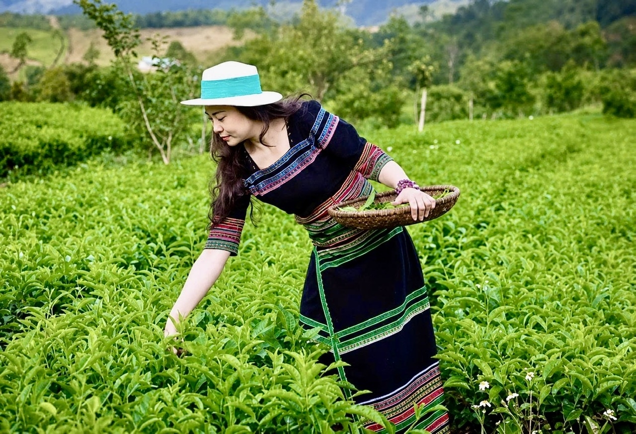 Nhờ điều kiện khí hậu mát mẻ và quy trình canh tác theo hướng an toàn, chè Kon Plông có hương thơm tự nhiên, vị đậm đà, góp phần tạo sinh kế ổn định và nâng cao thu nhập cho đồng bào Xơ-Đăng