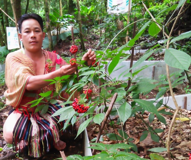 Sở hữu vườn sâm khoảng 30ha, ông Nguyễn Văn Lượng, người dân tộc Xơ-Đăng trú tại thôn 2, xã Trà Linh trở thành tỷ phú trên đỉnh Ngọc Linh