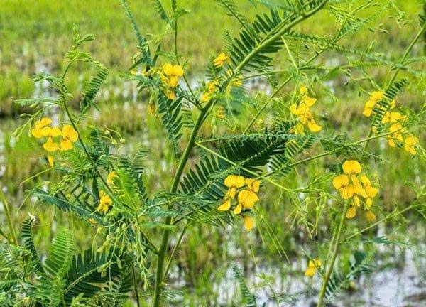 Cây điên điển nở hoa vàng trên vùng ngập nước đồng bằng sông Cửu Long - loài cây dân dã gắn bó với hệ sinh thái mùa nước nổi, tri thức địa phương và đời sống văn hóa của các cộng đồng dân tộc nơi đây