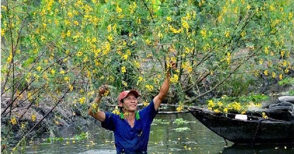 Bông điên điển nở vàng mỗi mùa nước nổi, trở thành sản vật quen thuộc trong đời sống và văn hóa ẩm thực của cư dân miền Tây Nam Bộ