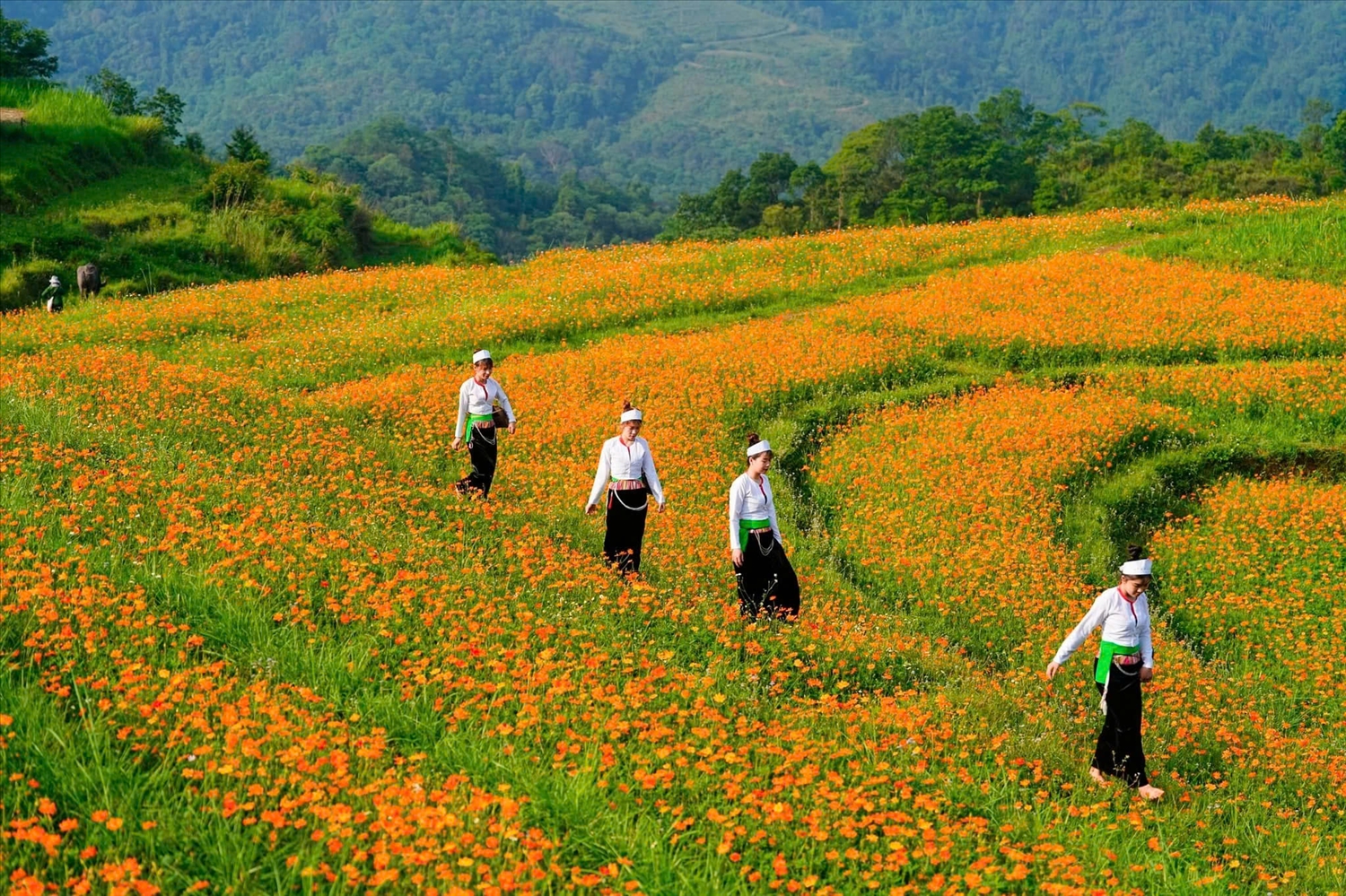 Đồi hoa xóm Mừng tuyệt đẹp như một bức tranh cổ tích