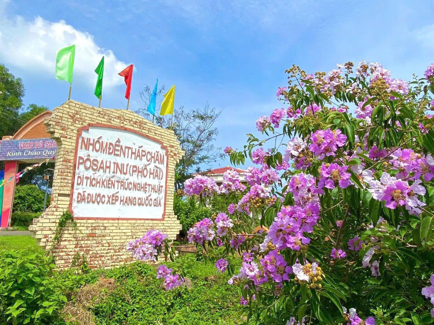 Sắc tím bằng lăng tươi thắm đan cài giữa không gian cổ kính của cụm tháp Pô Sah Inư, tạo nên bức tranh hài hòa giữa thiên nhiên và di sản