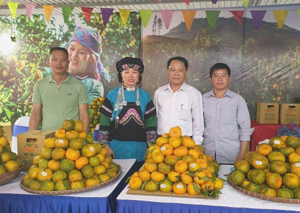 Nhờ tận dụng lợi thế của mạng xã hội, các hộ quảng bá vườn quýt của gia đình trên ứng dụng zalo, facebook, thậm chí livestream khâu thu hoạch ngay tại vườn để giới thiệu thương hiệu quýt Mường Khương (tỉnh Lào Cai) vươn xa khắp cả nước
