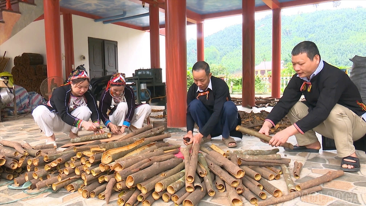 Mô hình kinh tế đồi rừng mang lại thu nhập ổn định cho đồng bào dân tộc thiểu số