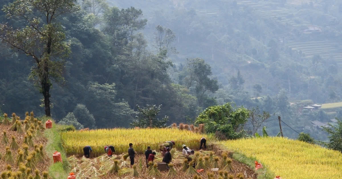 Người Cờ Lao sinh sống giao hòa, gắn bó với thiên nhiên, núi rừng.