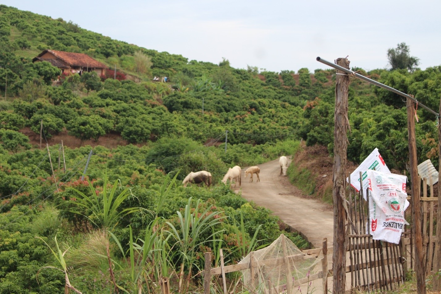 Phát triển chăn nuôi ngựa thương phẩm tại xã Biển Động là hướng đi phù hợp với điều kiện tự nhiên, góp phần thúc đẩy phát triển kinh tế và giảm nghèo bền vững