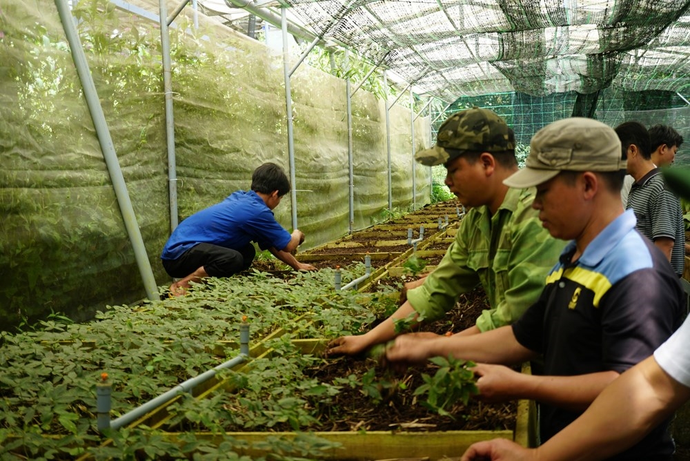 Thành phố Đà Nẵng ưu tiên phát triển vùng dược liệu quý và kinh tế nông - lâm nghiệp bền vững gắn với bảo vệ rừng, nâng cao sinh kế cho người dân