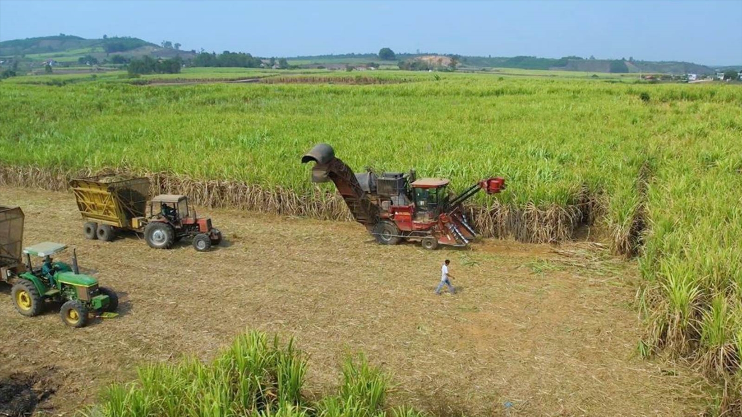 The An Khe Sugar Factory has invested in and fully mechanized all stages of land preparation, planting, cultivation and harvesting (Photo: Canh Hung/tapchicongthuong.vn)