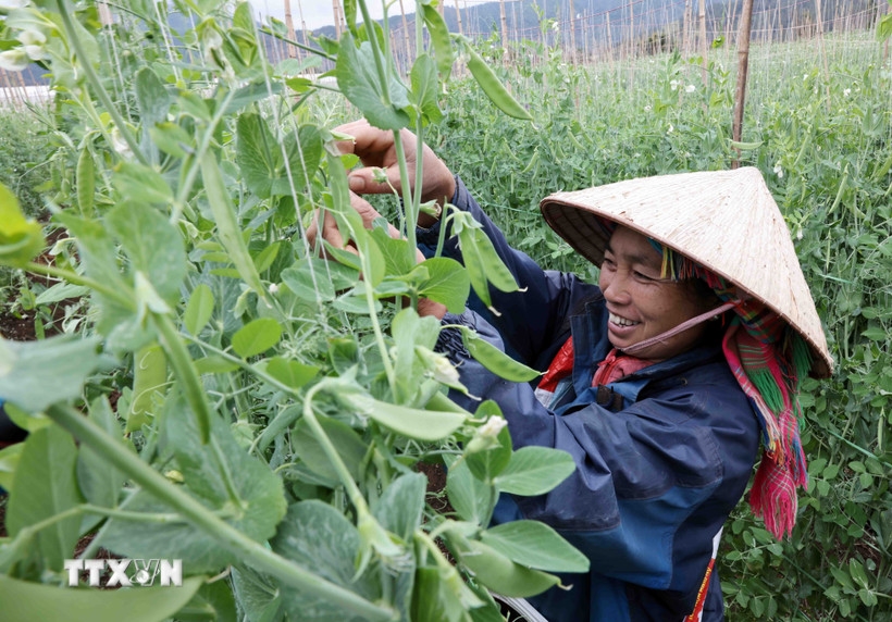 Agricultural production models have helped poor and near-poor households apply science and technology, improving productivity and product quality