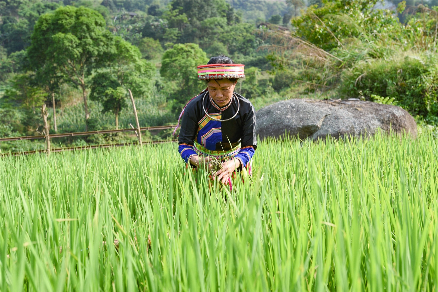 Canh tác lúa Nếp Tài theo hướng hữu cơ ở Thái Nguyên