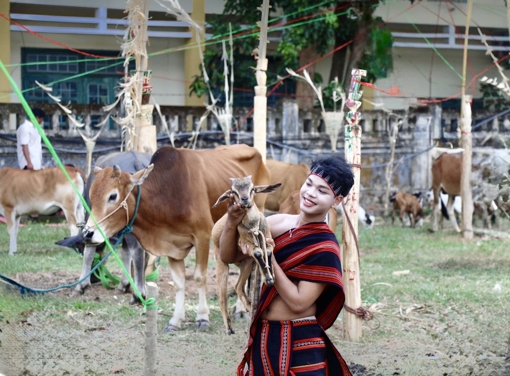 Nghi thức đâm trâu, một nghi lễ truyền thống trong Lễ hội Ariêu Piing của người Tà Ôi, nay chỉ còn được tái hiện mang tính biểu trưng nhằm gìn giữ và phát huy giá trị di sản văn hóa