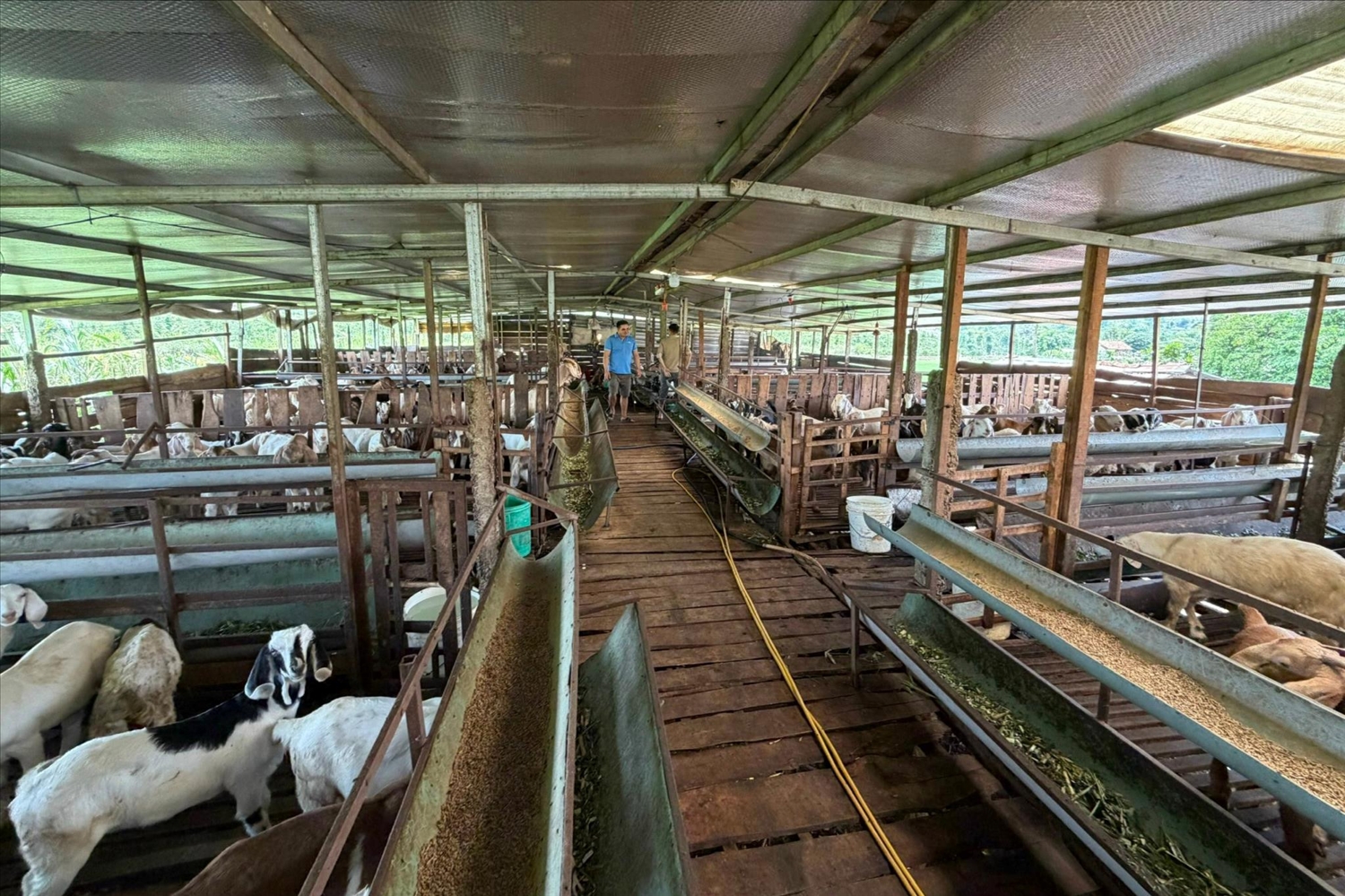 Từ 4 con dê giống ban đầu, anh Hà Văn Cương từng bước phát triển mô hình chăn nuôi quy mô gần 300 con, mang lại nguồn thu ổn định cho gia đình