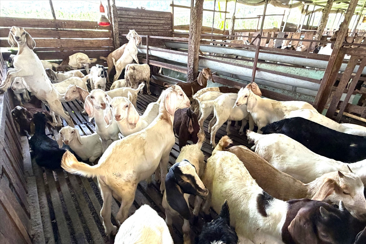 Nhờ áp dụng đúng kỹ thuật chăn nuôi và chú trọng phòng, chống dịch bệnh, đàn dê của gia đình anh Hà Văn Cương luôn phát triển khỏe mạnh, mang lại nguồn thu ổn định