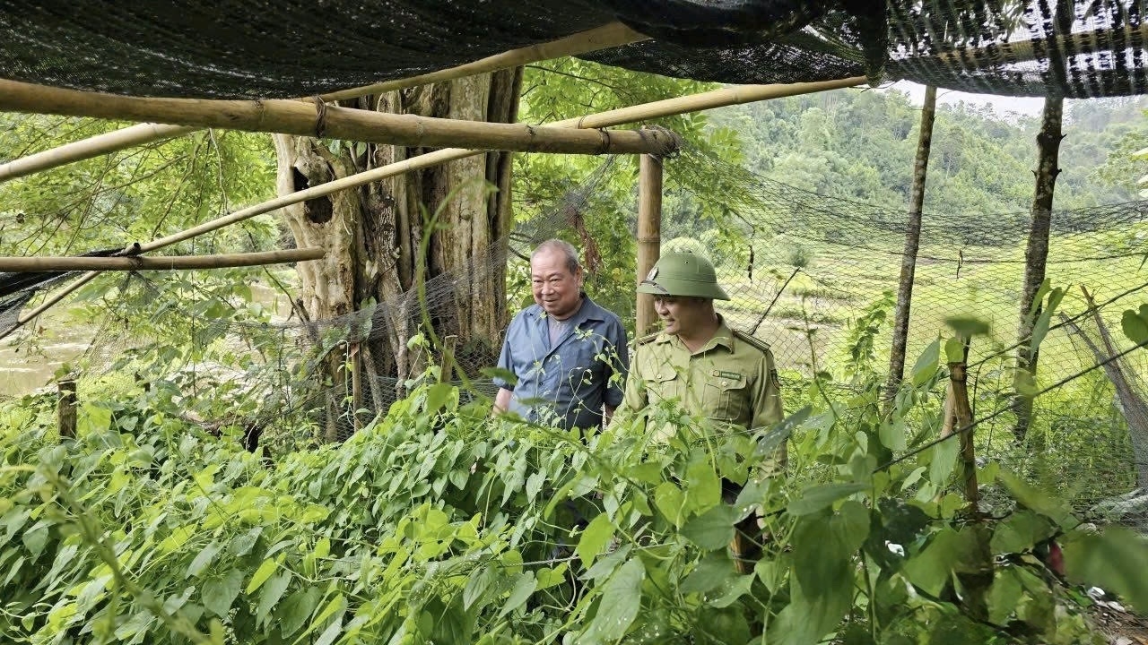 Ông Lang Văn Khoa, bản Ăng Đừa, xã Thông Thụ, giới thiệu mô hình trồng đẳng sâm dưới tán rừng - hướng sinh kế bền vững gắn với bảo vệ tài nguyên rừng