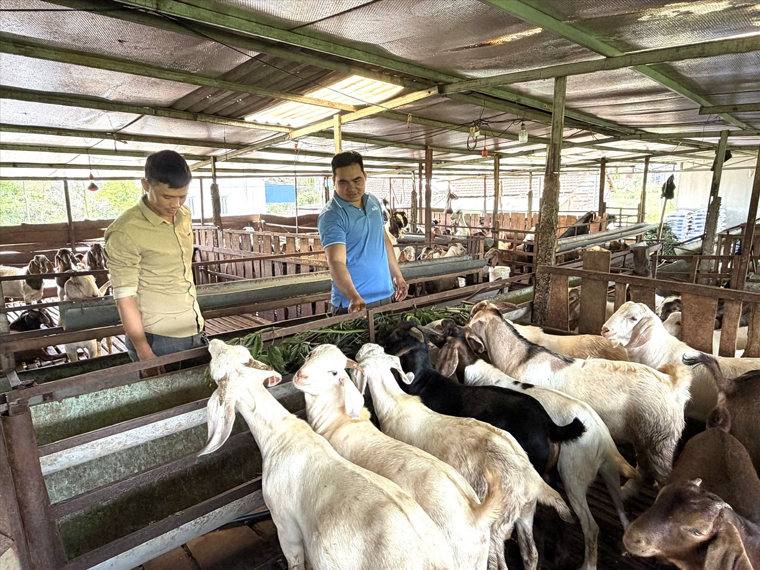Mô hình chăn nuôi dê của anh Hà Văn Cương thu hút nhiều đoàn viên, thanh niên trong và ngoài xã Đắk Sắk đến tham quan, học hỏi kinh nghiệm phát triển kinh tế từ chăn nuôi