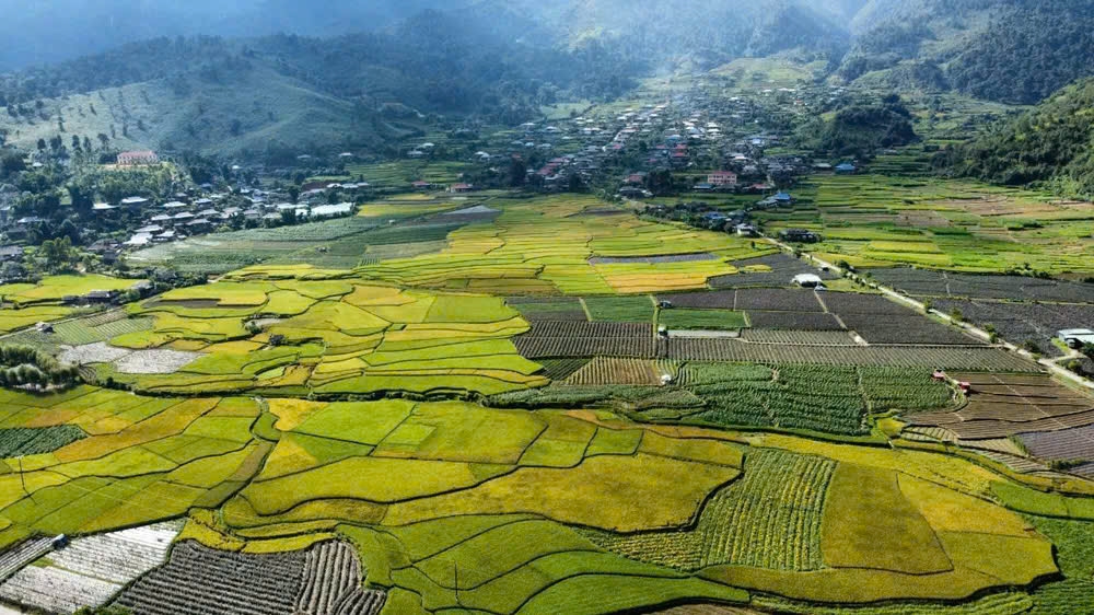 Một góc cánh đồng lúa chín ở xã Mường La, tỉnh Sơn La