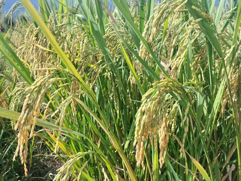 Những bông lúa nếp chín vàng ở xã Mường La, tỉnh Sơn La