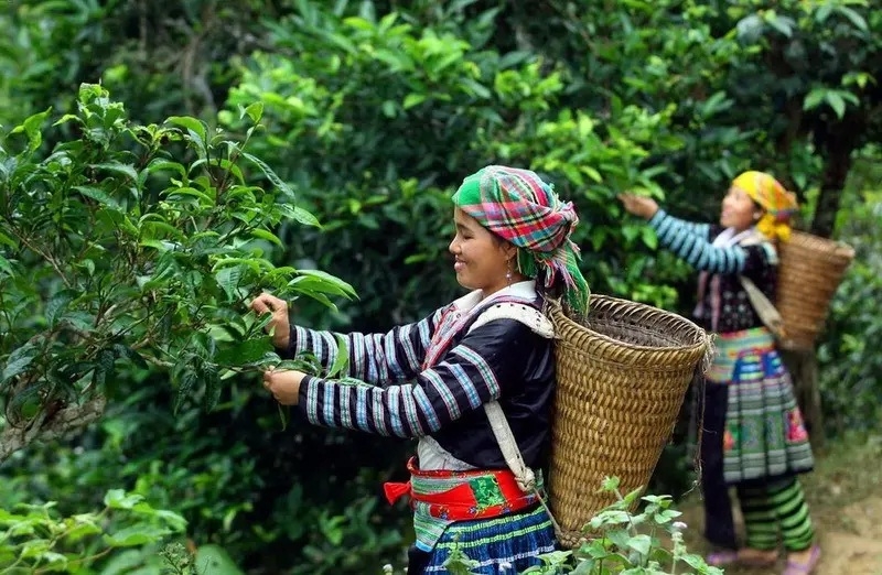 Chè Shan tuyết không chỉ là đặc sản nổi tiếng mà còn là niềm tự hào của người dân xã Phình Hồ