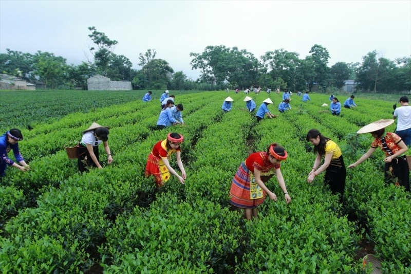 Thanh niên dân tộc thiểu số là lực lượng có khả năng kết nối tri thức địa phương với công nghệ hiện đại. Những kinh nghiệm canh tác, sử dụng cây thuốc, bảo vệ rừng, gìn giữ nguồn nước hay chế biến nông sản truyền thống có thể được số hóa, chuẩn hóa và quảng bá thông qua các nền tảng số