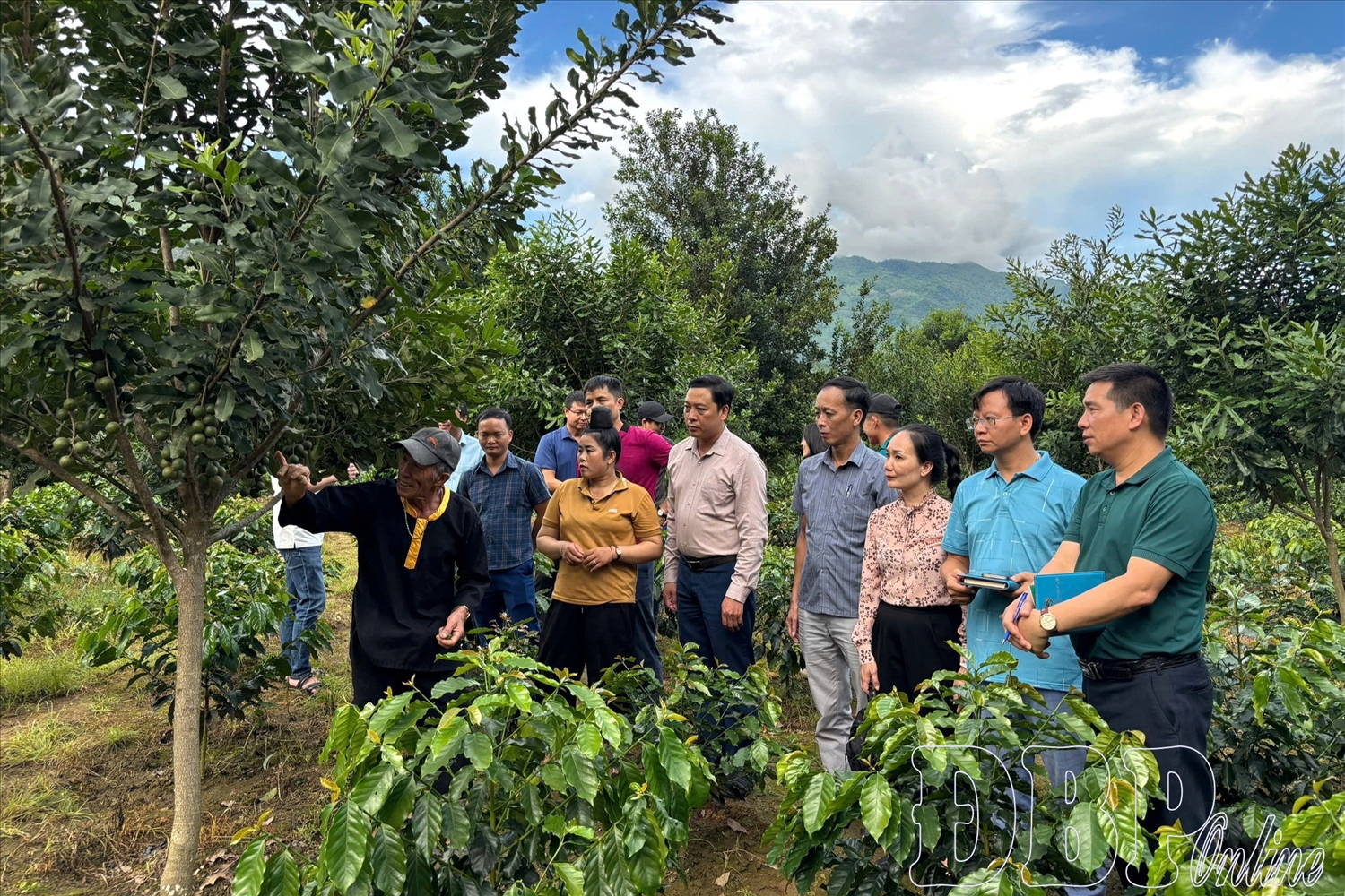 Đoàn công tác kiểm tra thực tế mô hình hỗ trợ cây giống cà phê, mắc ca và kỹ thuật chăm sóc tại bản Bó Giáng, xã Tuần Giáo.