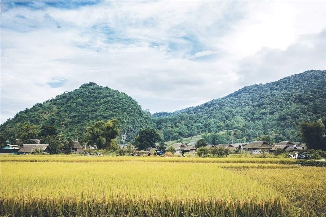 The rice harvest season in Tha village