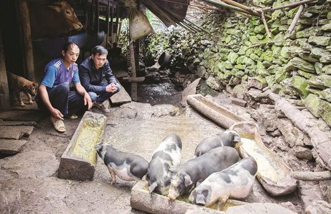 Mô hình chăn nuôi lợn của gia đình anh Vừ Sìa Sính tại xã Khâu Vai, tỉnh Tuyên Quang được hỗ trợ bằng nguồn vốn Chương trình MTQG