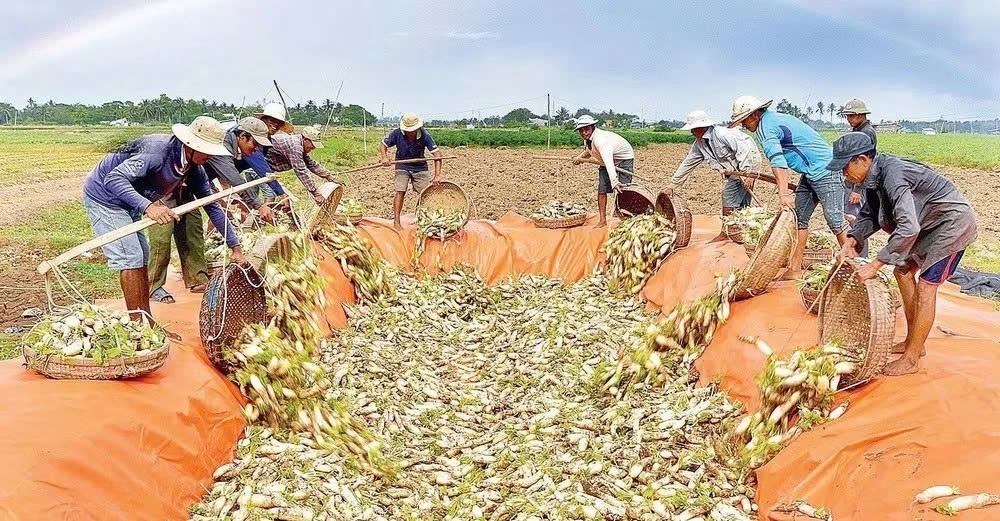 Nhờ nhiệt độ ổn định dưới lòng đất, củ cải chín đều, có vị đậm đà và màu sắc đặc trưng