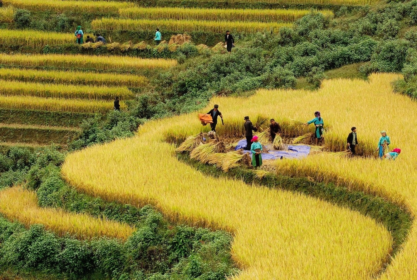 The golden harvest season brings abundance to the Bac Son valley, Lang Son province