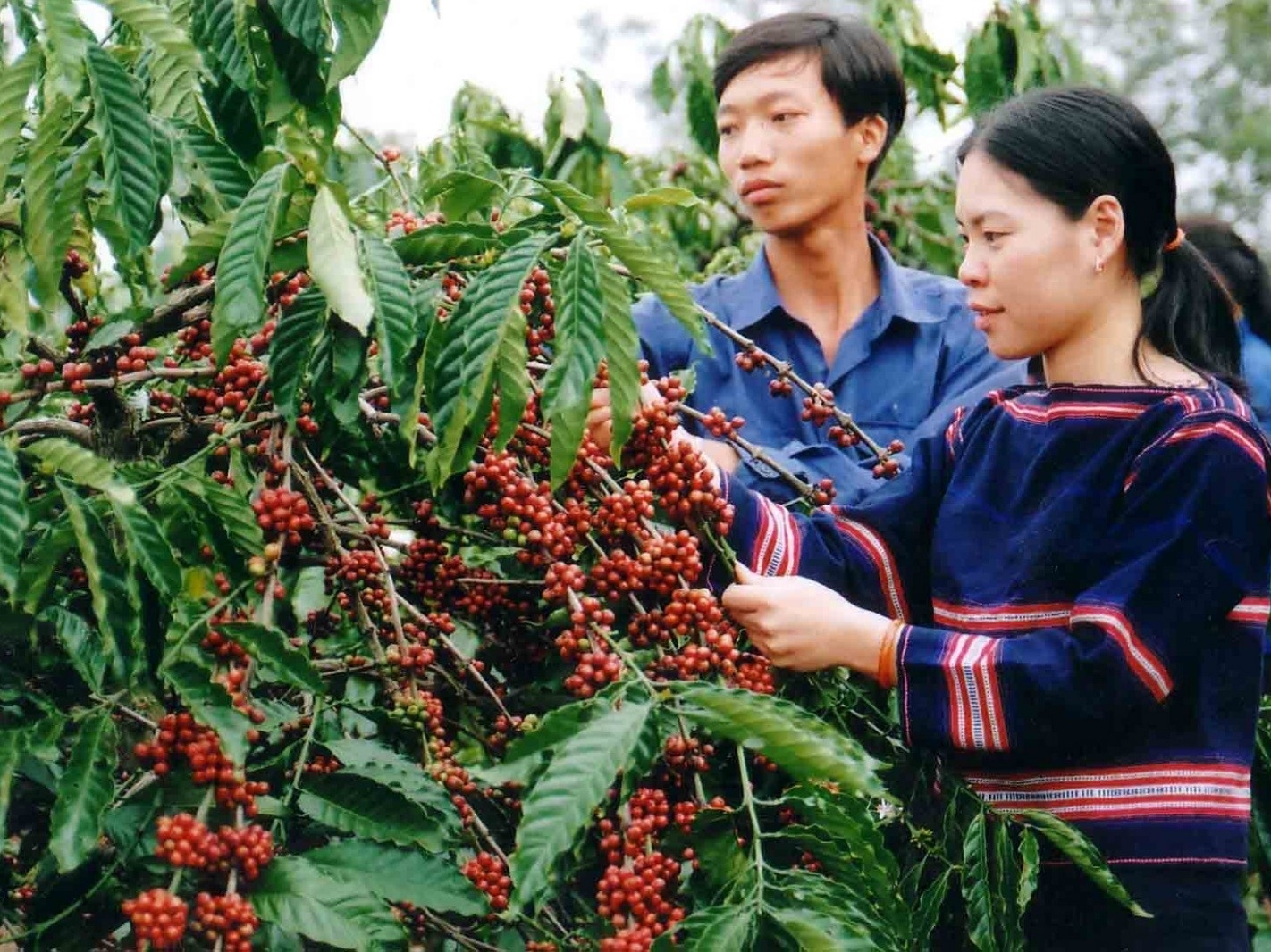 Investing in and supporting ethnic minority communities to develop production and improve poverty reduction efficiency will narrow the regional gap and create social equity