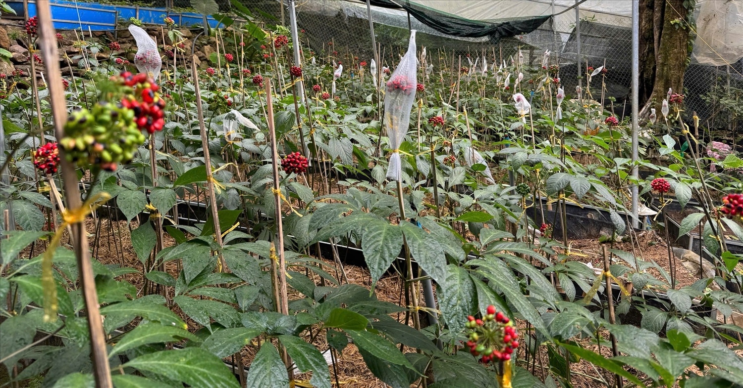 Vườn trồng sâm Ngọc Linh nhiều năm tuổi đang cho thu hoạch hạt.
