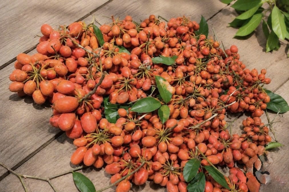 Những chùm mác nồm mò kết trái giữa tán cây rừng, khi chín chuyển sang màu vàng cam, mang vị ngọt thanh pha chút chua dịu - một thức quà mộc mạc, gắn với ký ức tuổi thơ và đời sống của đồng bào các dân tộc thiểu số ở Cao Bằng