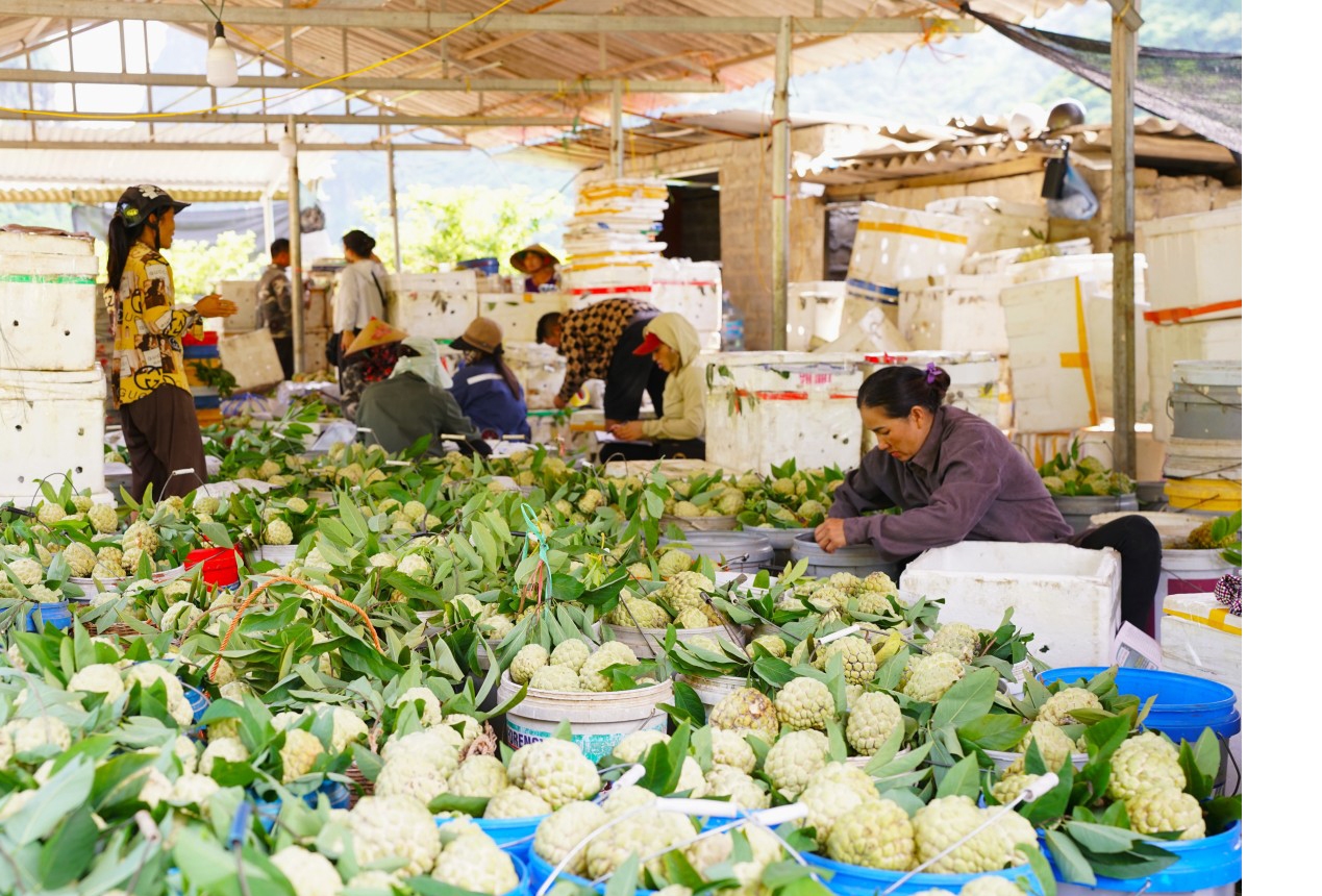 Na góp phần quan trọng đưa thu nhập bình quân của người dân trong xã Vạn Linh hiện đạt khoảng 43,02 triệu đồng/người/năm 