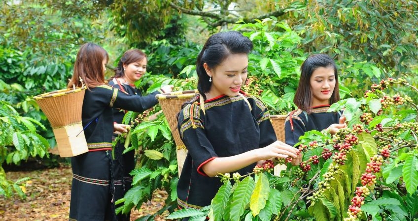 Nhắc đến cafe thì không thể bỏ qua thủ phủ café lớn nhất đó là Tây Nguyên Buôn Mê Thuột. Du khách trong nước và quốc tế đến với Tây Nguyên sẽ choáng ngợp cảnh núi rừng tại miền đất đỏ bazan, đồng thời còn thích thú khi được trải nghiệm văn hóa cafe đặc trưng của Tây Nguyên