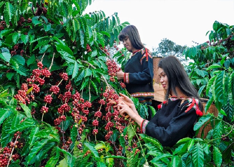 Đến với bảo tàng, khách du lịch trong nước và quốc tế dễ dàng nhận ra sự tôn trọng bản sắc của các dân tộc thiểu số ở vùng đất Tây Nguyên, như: Mnông, Ba Na, Gia-rai, Ê-đê và trân trọng hạt cà phê. Từ đó có thể thấy, Trung Nguyên Legend đã xây dựng nên một điểm du lịch mới với nền văn hóa tinh hóa của con người Việt, như thổi hồn vào từng hương vị thơm ngon tinh túy nơi miền đất đỏ