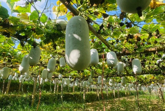 Bí thơm là loại cây nông sản mang lại thu nhập tốt cho đồng bào dân tộc thiểu số tại xã Chợ Rã, xã Thượng Minh và xã Cao Minh, tỉnh Thái Nguyên