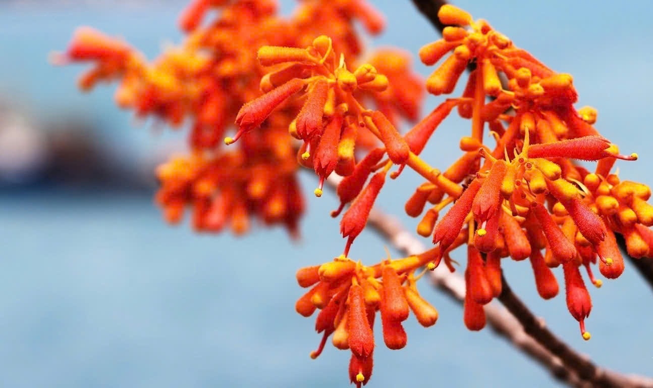 Hoa ngô đồng đỏ trên đảo Cù Lao Chàm nở rực khoe sắc đẹp mắt