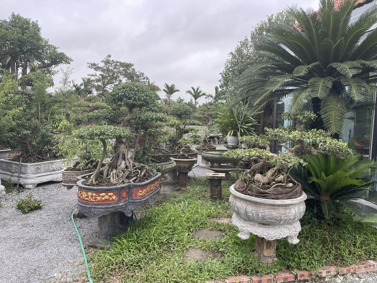Each ornamental plant belonging to the Bui family is not merely a beautiful bonsai but a work of art, with every tree bearing a distinctive signature