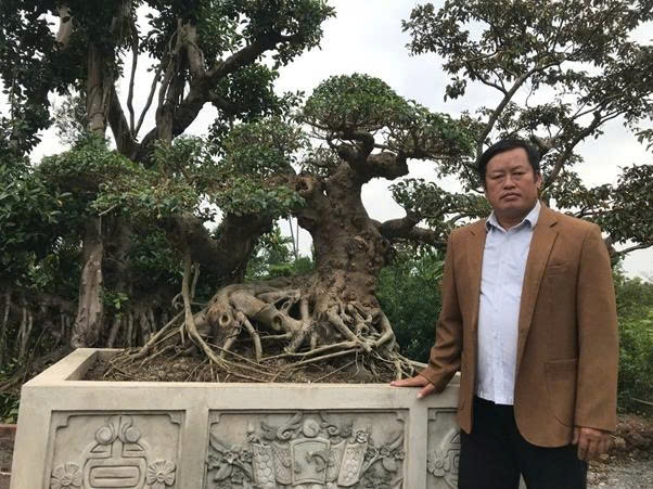 Mr. Bui Quang Vi - a Vietnamese ornamental plant artisan standing beside an ancient ornamental tree that is hundreds of years old