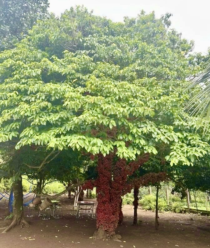 Cây đỏ cổ thụ với thân lớn, tán rộng, lưu dấu thời gian và được người dân gìn giữ qua nhiều thế hệ