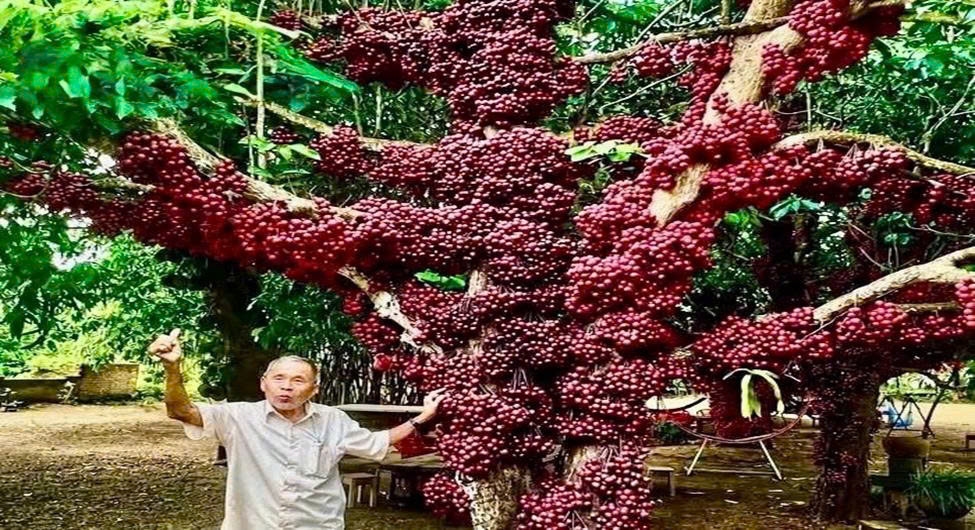 Cây đỏ khoảng 200 năm tuổi tại Vườn đỏ của gia đình Ông Nguyễn Văn Cư, được cha ông giữ lại để lấy bóng mát, hái quả và như một sản vật gắn với vùng đất này