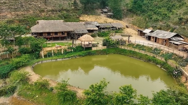 Shan Tuyet tea of Lien village opens the door for the flavors of the mountains and forests to reach the global market