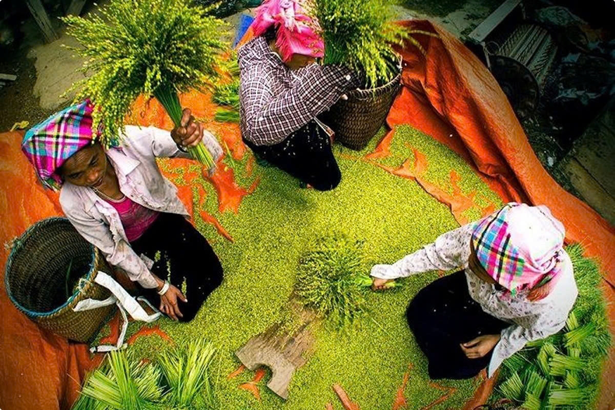 Cốm Tú Lệ 2026 là dịp tôn vinh cốm nếp Tan, nghề làm cốm truyền thống và bản sắc văn hóa của đồng bào dân tộc Thái giữa mùa thu Tây Bắc